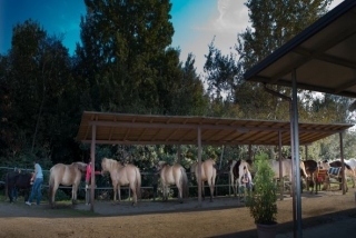 Maneggio a Montaione